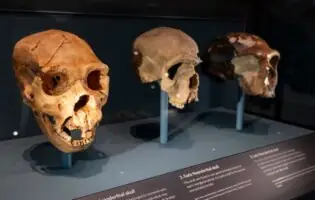 Вчені знайшли найдавніше підтвердження взаємодії Homo sapiens та неандертальців