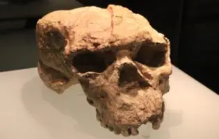 Китайські вчені довели, що вид Homo sapiens виник значно раніше, ніж вважалося