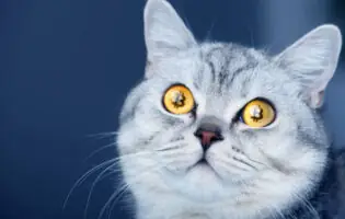 Криптовалютний майнер втратив мільйони доларів через котів