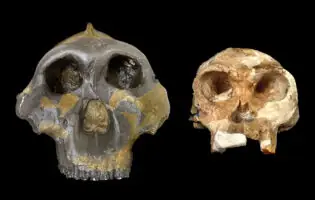 Вчені поставили під сумнів статус Homo habilis як першої людини на Землі