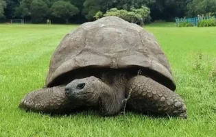 Криптовалютний токен зріс на 1400% завядки жарту 1 квітня